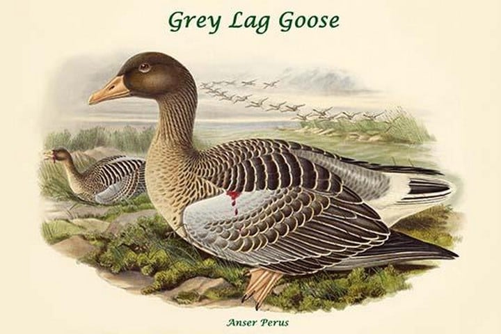 Anser Perus - Grey Lag Goose by John Gould