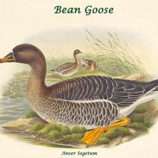 Anser Segetum - Bean Goose by John Gould