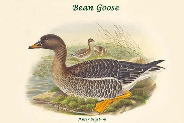 Anser Segetum - Bean Goose by John Gould
