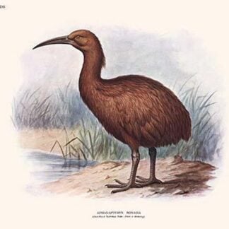 Aphanapteryx Bonasia by Lionel Walter Rothschild