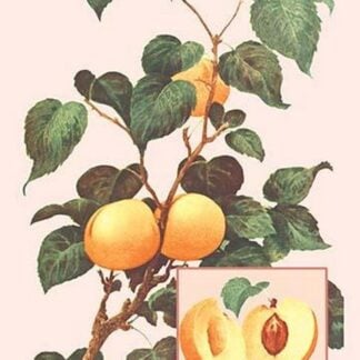 Apricots