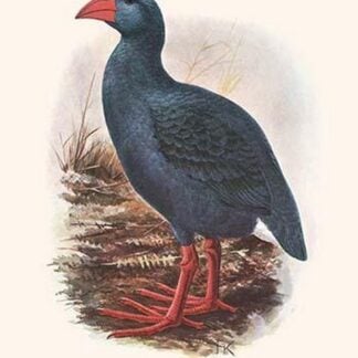 Apterornis Coerulescens by Lionel Walter Rothschild