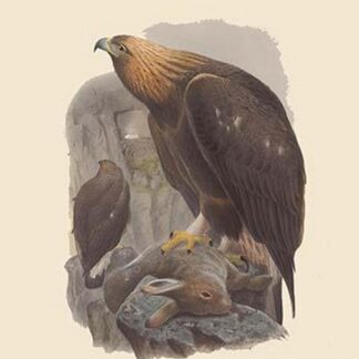 Aquila Chrysaetos - Golden Eagle by John Gould