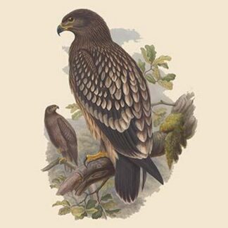 Aquila Naevia - Spotted Eagle by John Gould