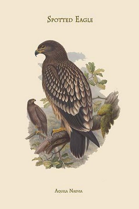 Aquila Naevia - Spotted Eagle by John Gould