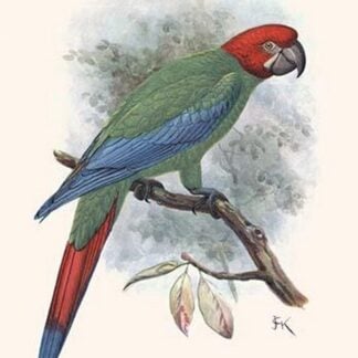 Ara Erythrocephala by Lionel Walter Rothschild