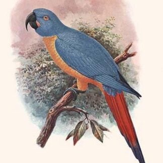 Ara Erythrura by Lionel Walter Rothschild