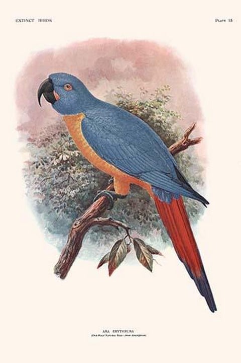 Ara Erythrura by Lionel Walter Rothschild