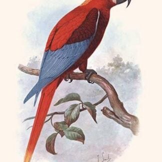 Ara Grossei by Lionel Walter Rothschild