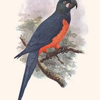 Ara Martinicus by Lionel Walter Rothschild