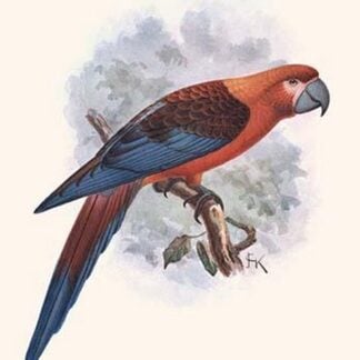 Ara Tricolor by Lionel Walter Rothschild