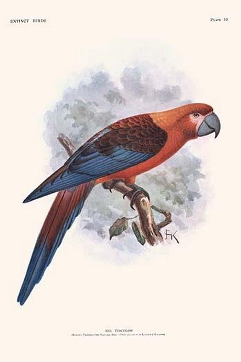 Ara Tricolor by Lionel Walter Rothschild