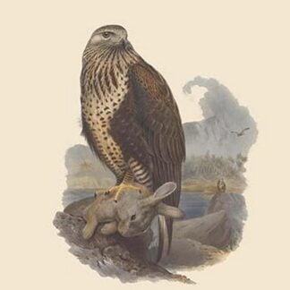 Archibuteo Lagopus - Rough-Legged Buzzard by John Gould