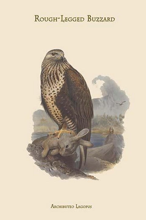 Archibuteo Lagopus - Rough-Legged Buzzard by John Gould