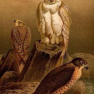 Arctic Falcon by Friedrich Wilhelm Kuhnert