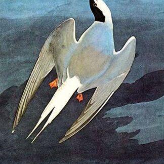 Arctic Tern by John James Audubon