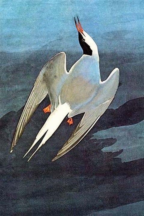 Arctic Tern by John James Audubon