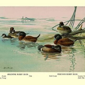 Argentine and Peruvian Ruddy Ducks by Allan Brooks