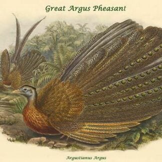 Argustianus Argus - Great Argus Pheasant by John Gould