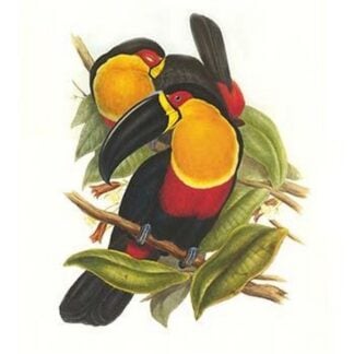 Ariel Toucan by John Gould