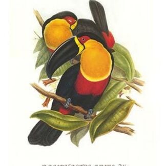 Ariel Toucan by John Gould