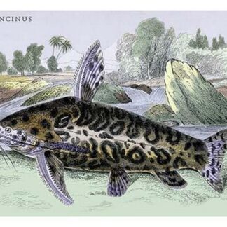 Arius Oncinus by Robert H. Schomburgk