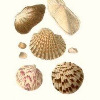 Ark Shells By John Mawe