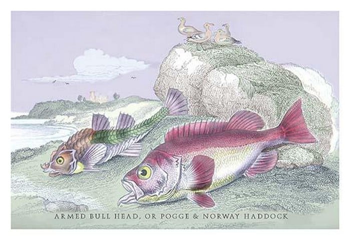 Armed Bull Head or Pogge & Norway Haddock by Robert Hamilton