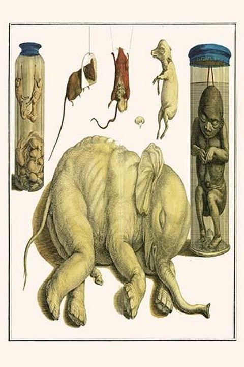 Asiatic Elephant