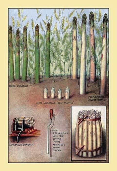 Asparagus