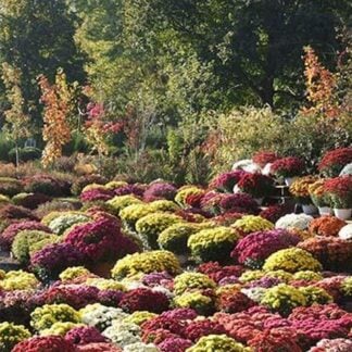 Assorted Mums by Sara Pierce