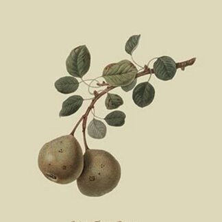 Aston Town Pear by William Hooker #2