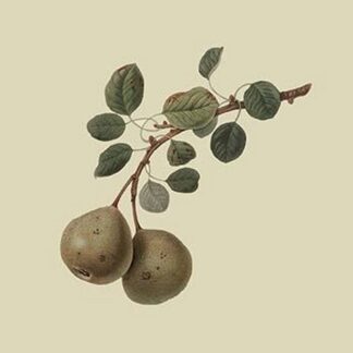 Aston Town Pear by William Hooker