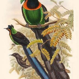 Astrapia Nigra - Gorget Paradise-Bird by John Gould