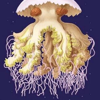 Astro-Jellyfish by Ernst Haeckel