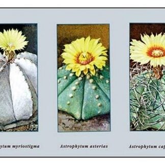 Astrophytum Myriostigma