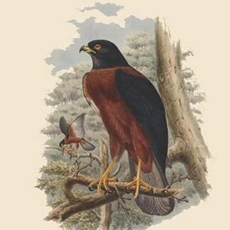 Astur Melanochlamys - Black-Mantled Goshawk by John Gould