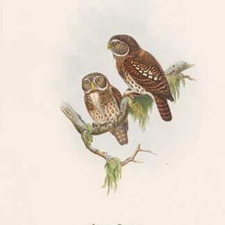 Athene Brodiei - Brodie's Owlet by John Gould