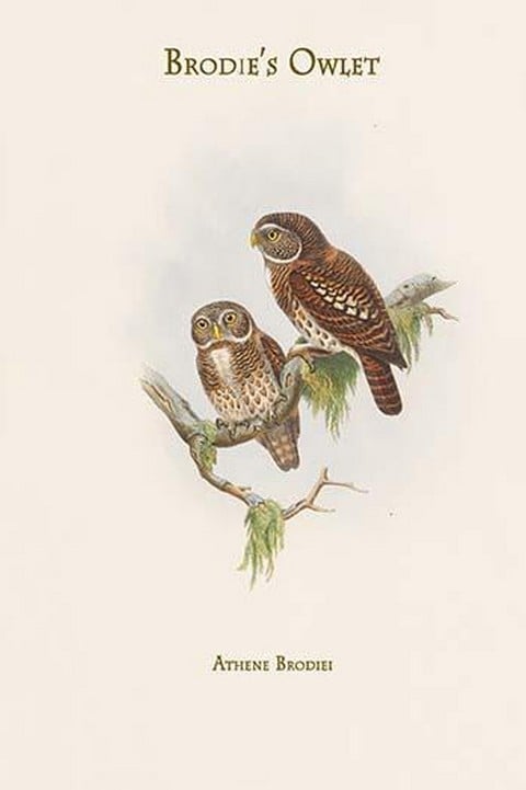 Athene Brodiei - Brodie's Owlet by John Gould