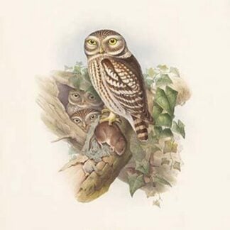Athene Noctua - Little Owl by John Gould