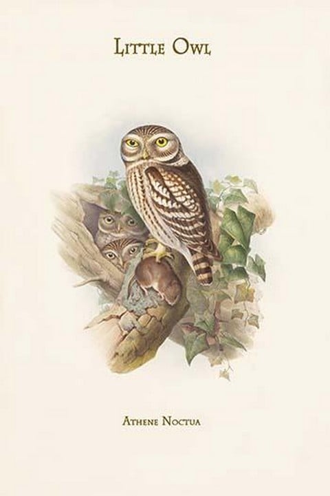Athene Noctua - Little Owl by John Gould