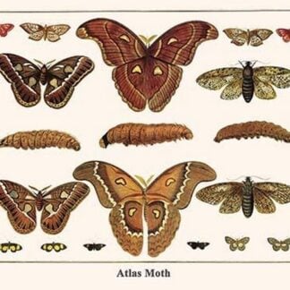 Atlas Moth by Albertus Seba