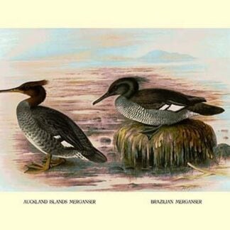 Auckland Island and Brazilian Mergansers by Henrick Gronvold