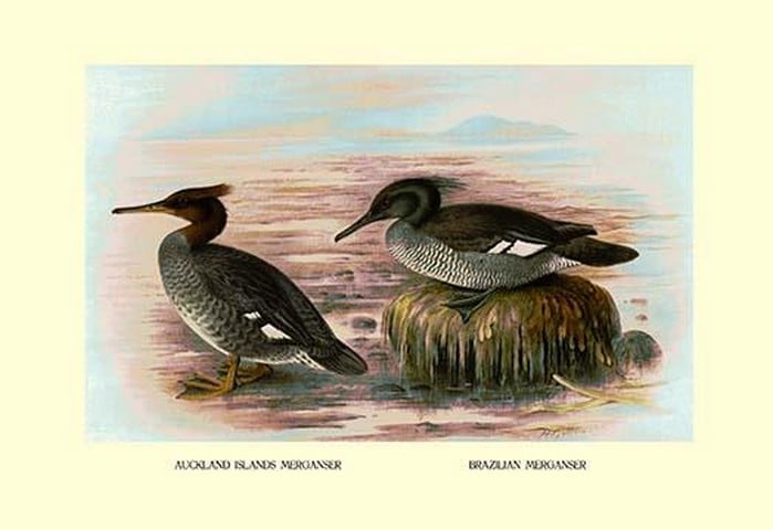 Auckland Island and Brazilian Mergansers by Henrick Gronvold