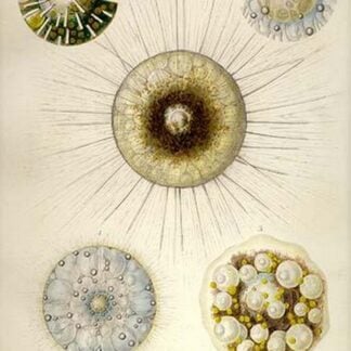 Aulacantha Scolymantha