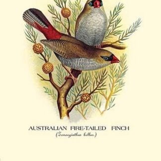 Australian Fire-Tailed Finch by Arthur Gardiner Butler
