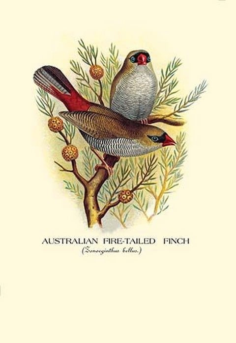 Australian Fire-Tailed Finch by Arthur Gardiner Butler