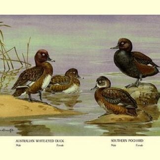 Australian White-Eyed and Southern Pochard Ducks by Allan Brooks
