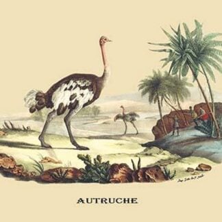 Autruche (Ostrich) by E. F. Noel