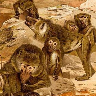 Baboon Family by Friedrich Wilhelm Kuhnert